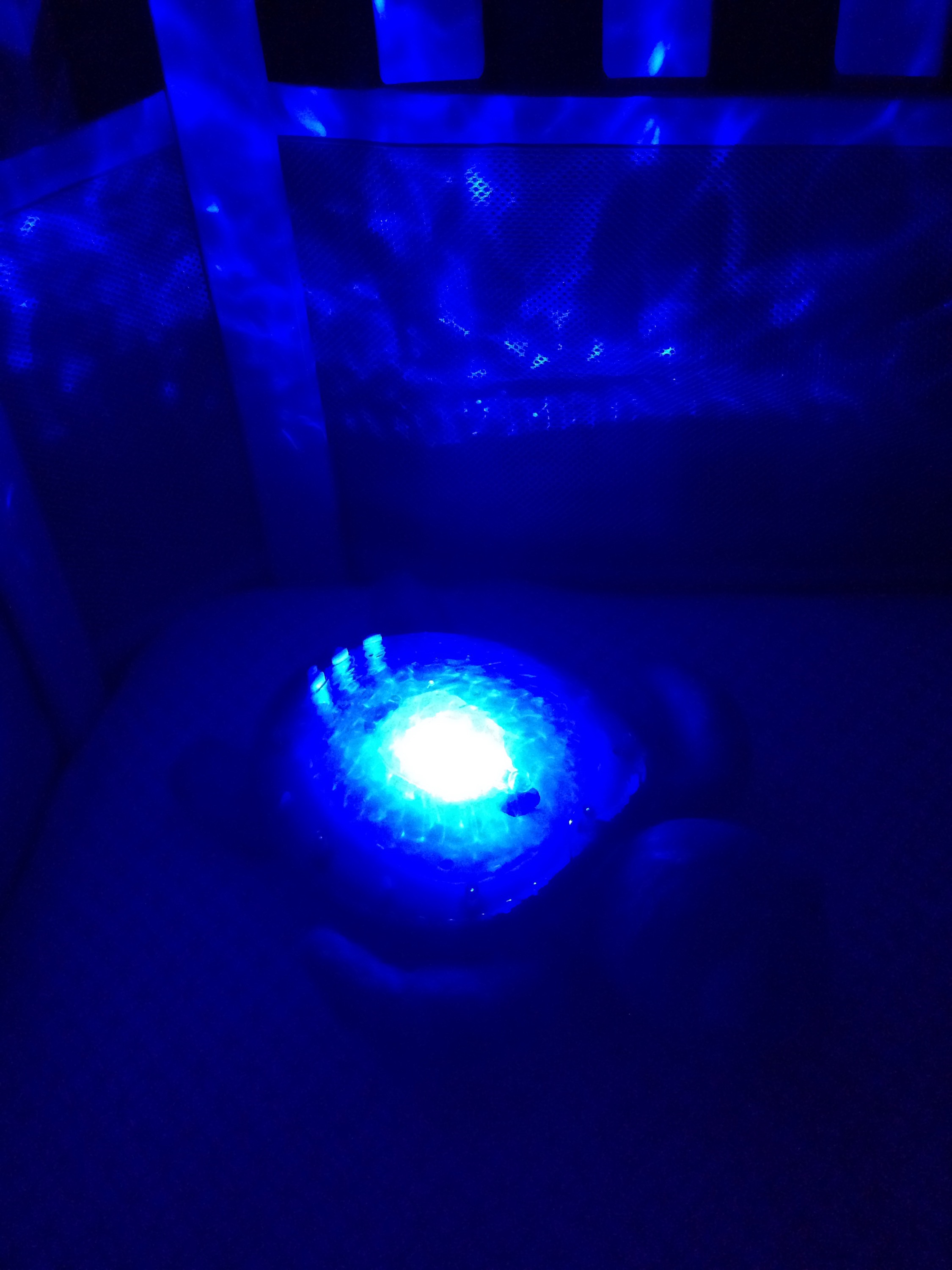 Our first pet