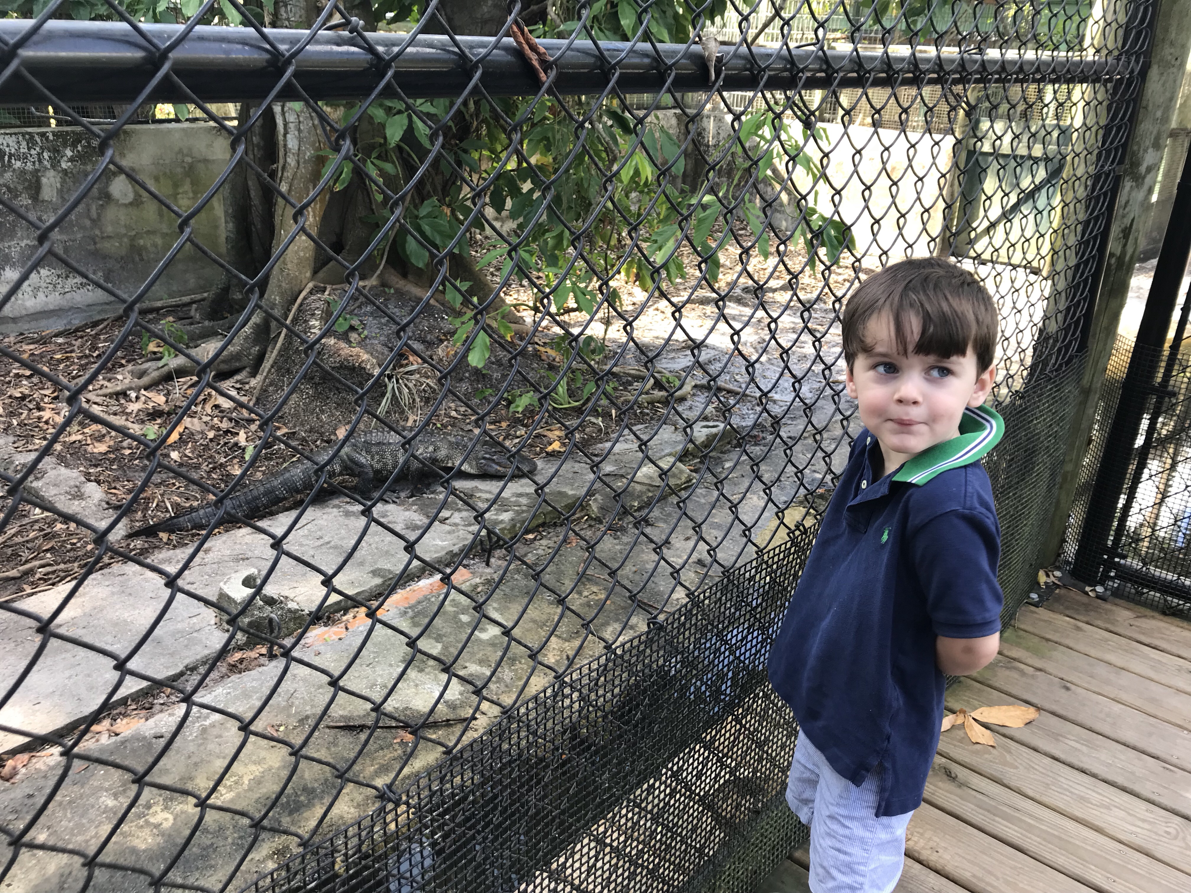 Turkeys & Alligators